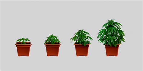 Autoflower Grow Chart に対する画像結果