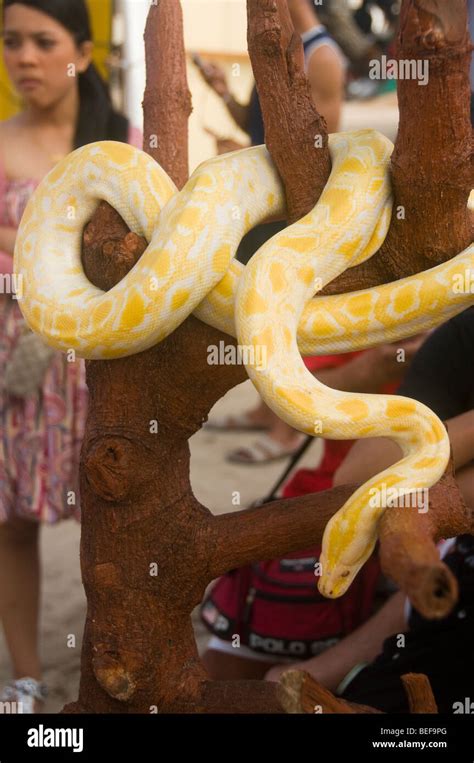 Rainbow Burmese Python に対する画像結果