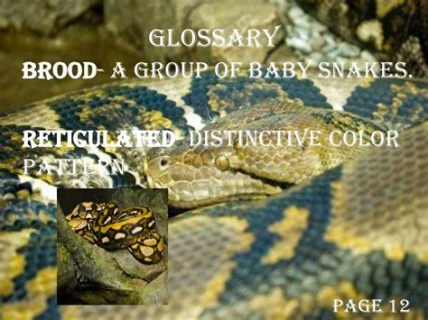 Python Life Cycle Kids に対する画像結果