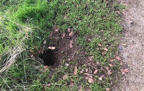 Image result for How to Kill Squirrels in Backyard