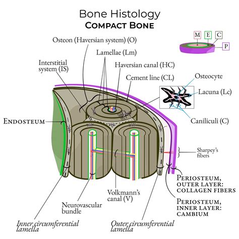 Image result for Compact Bone Structure and Function