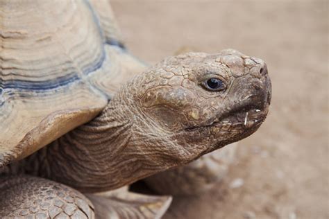 Bright Color Turtle Shell に対する画像結果