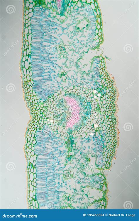 Toradh íomhá ar Weed Under Microscope