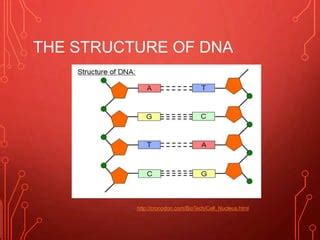 Image result for DNA Grade 12