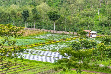 Image result for Java Colonial Coffee Tree-Planting Map1835