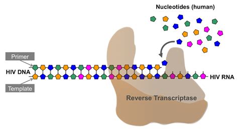 Reverse Transcriptase DNA Polymerase に対する画像結果