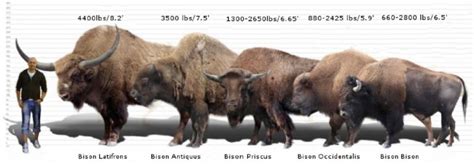 Afbeeldingsresultaten voor Types Bison