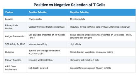 Image result for Negative and Positive Selection for T Cells