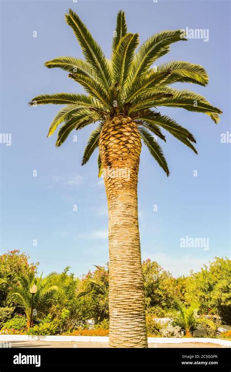 Image result for Single Palm Tree