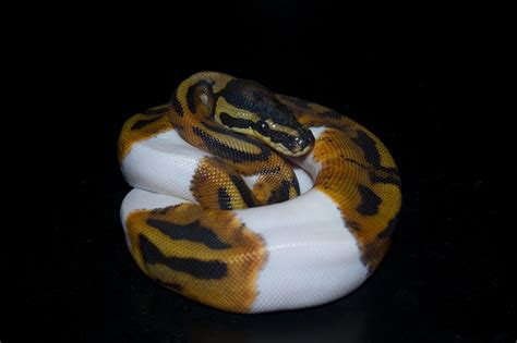 Image result for Snake Background Ball Python