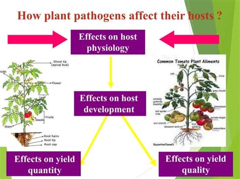 Image result for AUDPC without Log Transformation