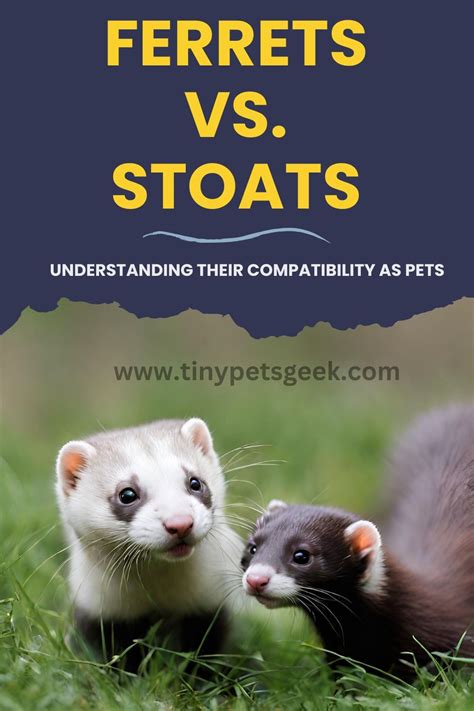 Ferret vs Python に対する画像結果