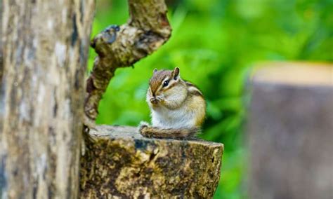 Afbeeldingsresultaten voor How to Keep Chipmunks From Garden