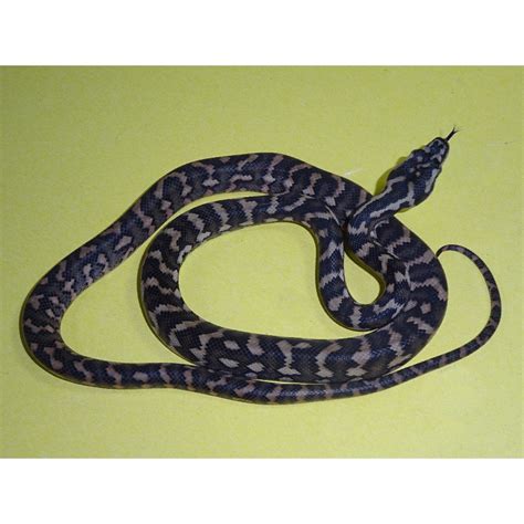 Grey Coastal Carpet Python に対する画像結果