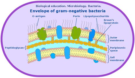 Cell Envelope Structure に対する画像結果