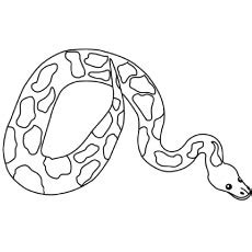 Image result for Ball Python Color Pages