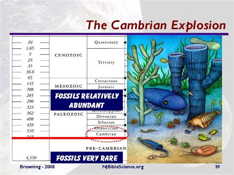 Afbeeldingsresultaten voor Cambrian Explosion and Evolution