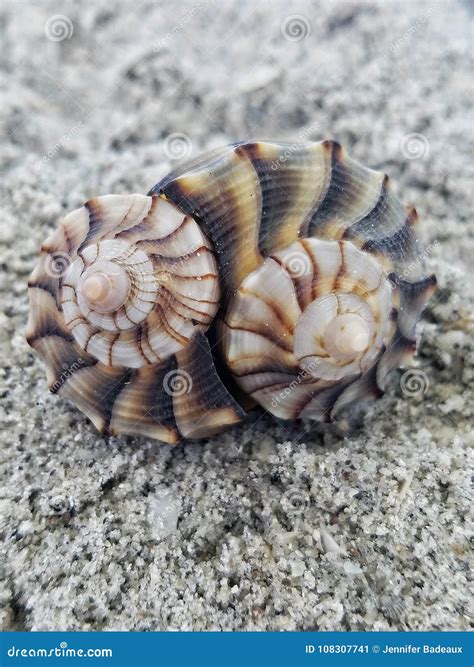 Toradh íomhá ar Types of Whelk Shells