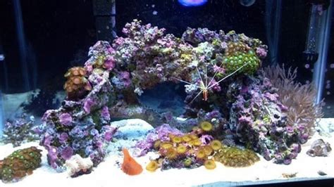 Toradh íomhá ar How to Build a Reef Tank