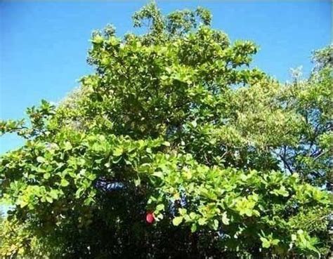 Gular Tree に対する画像結果