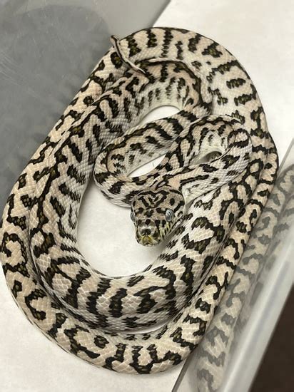 Axanthic Zebra Carpet Python に対する画像結果