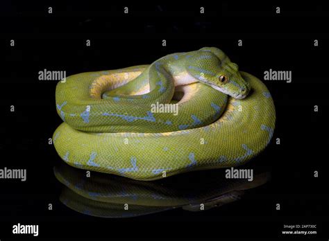 Image result for Sorong Green Tree Python