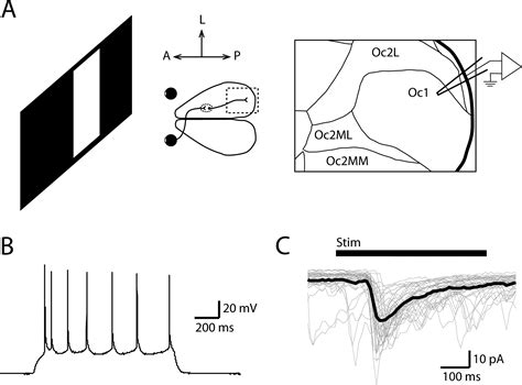 Image result for Rodent Visual Cortex