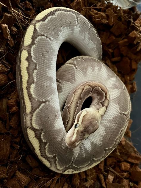 Image result for Bamboo Ultramel Ball Python