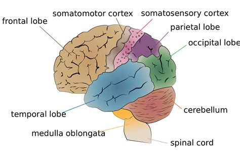 Afbeeldingsresultaten voor Brain Structure