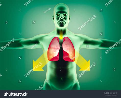 Toradh íomhá ar Mucus Body
