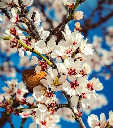 Image result for Badam Tree