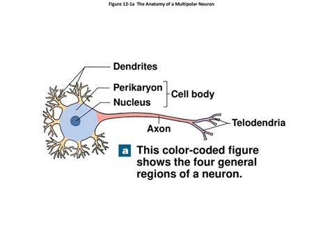 A Multipolar Neuron에 대한 이미지 결과