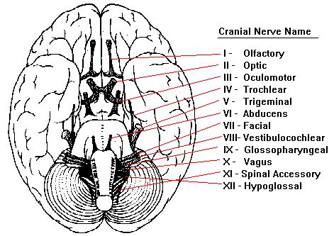 Image result for Cranial Nerve On the Brain in the Lab