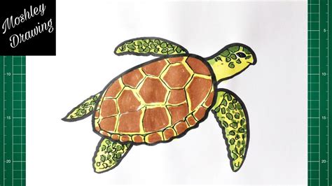 Toradh íomhá ar Turtle Drawing Top View