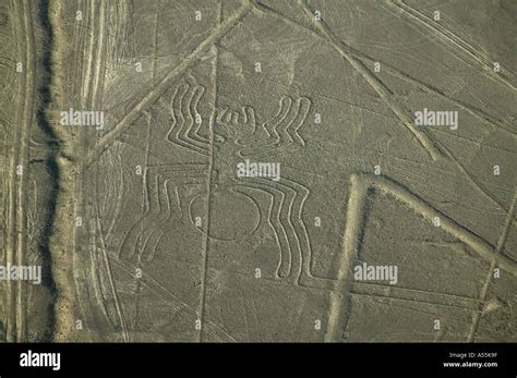 Nazca Spider Drawing ಗಾಗಿ ಇಮೇಜ್ ಫಲಿತಾಂಶ