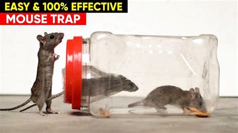 Homemade Mouse Trap に対する画像結果