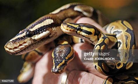 Image result for King Python