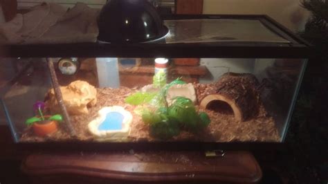 Simple Ball Python Tank Setup Ideas に対する画像結果