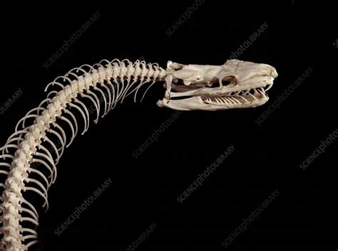 Toradh íomhá ar Ball Python Skeleton