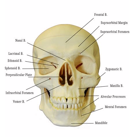 Toradh íomhá ar Python Skull Diagram