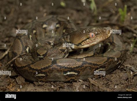 Image result for Baby Reticulated Python