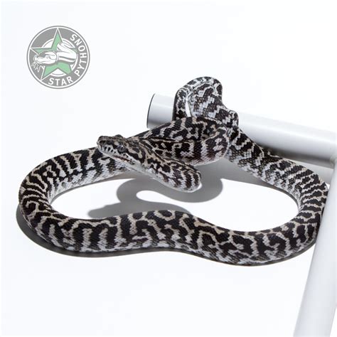 Afbeeldingsresultaten voor Axanthic Jungle Carpet Python