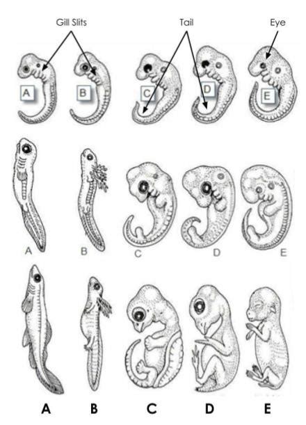 Image result for Vertebrate Embryo Development