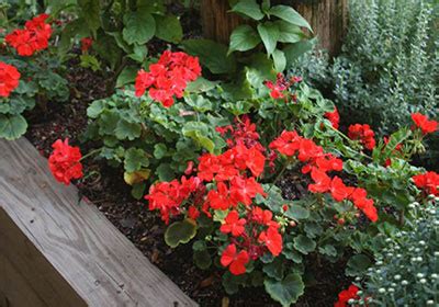 Image result for Geranium Bed