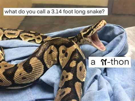 Image result for A Python Be Calling Others Snake