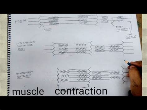 Toradh íomhá ar Muscle Contraction Concept Map
