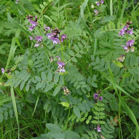 Image result for Vetch Root