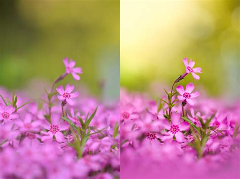 Image result for Focus Staking Example