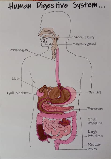 The Digestive System Drawing Simple に対する画像結果