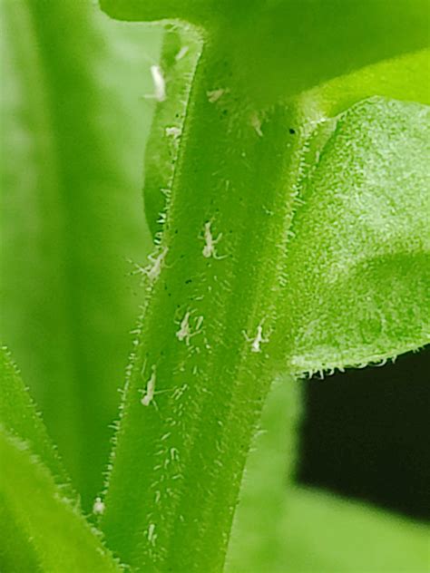 Paperbark Maple Tree Problems に対する画像結果